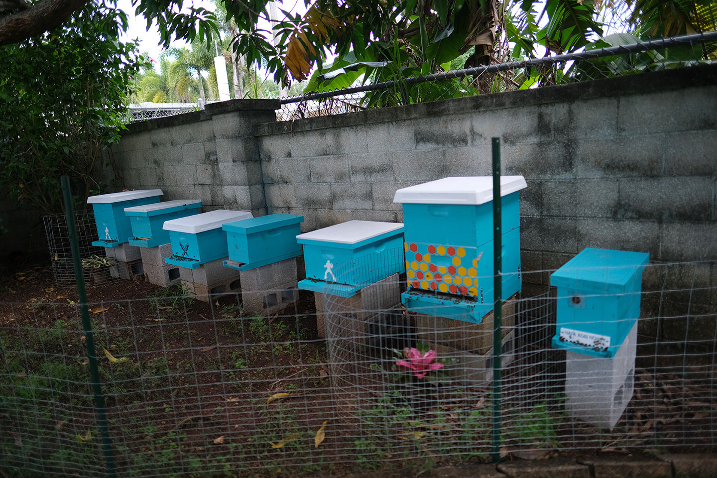 Guam’s sweetest secret: locally grown Hafa Adai Honey